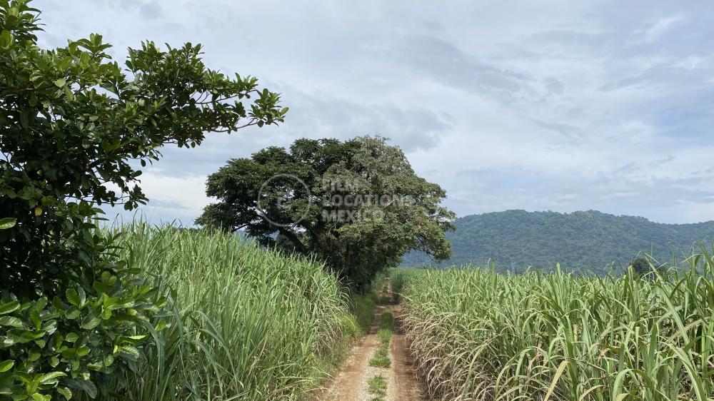Campos de Cultivo VE