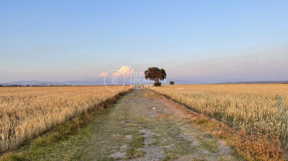 Campos de Cultivo HG