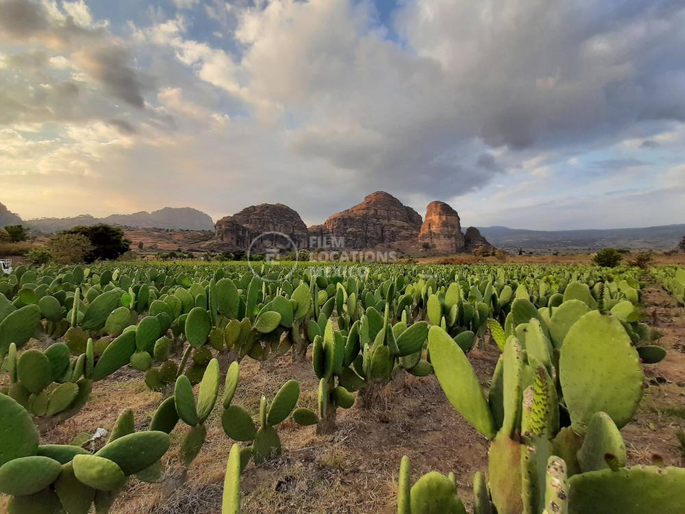 Campos de Cultivo MO